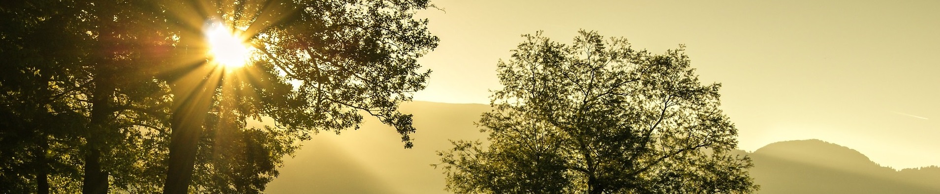 Sunrise through trees