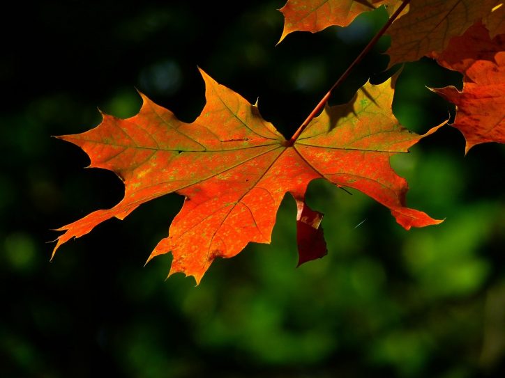 Autumn leaf