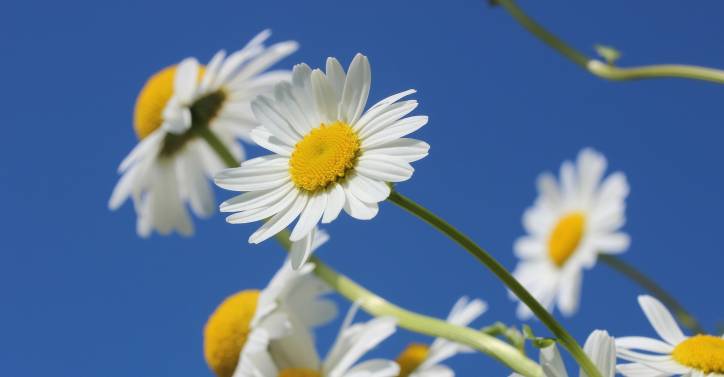 Daisies against blue sky