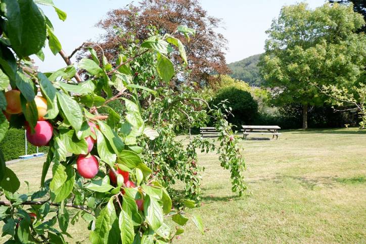 Apple trees in the garden