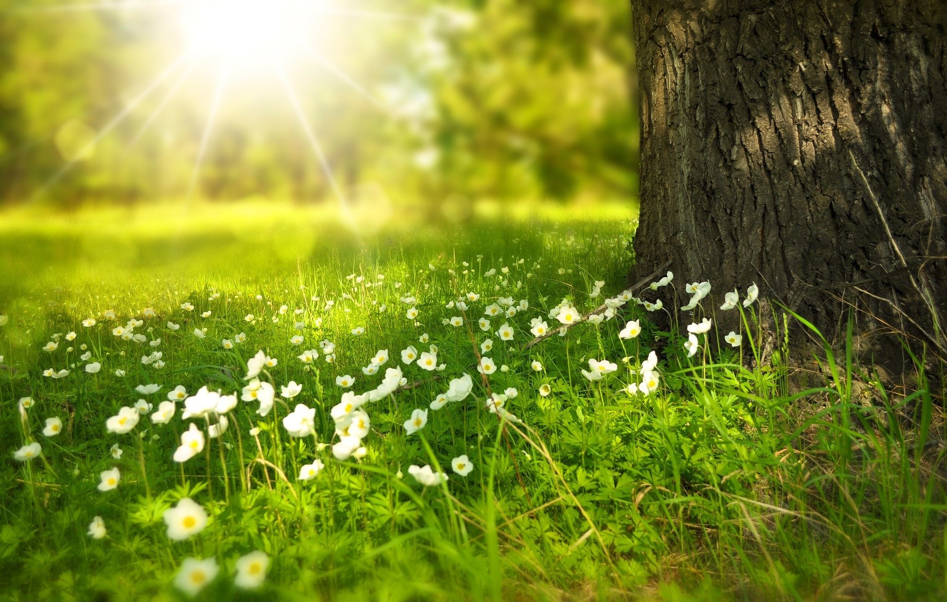 Sun and daisies