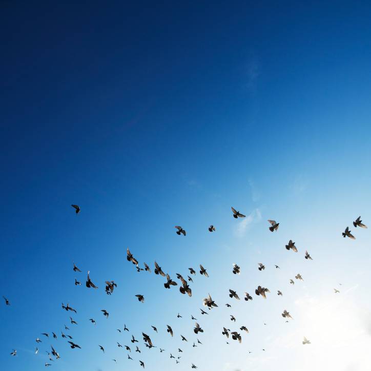 Birds flying and blue sky