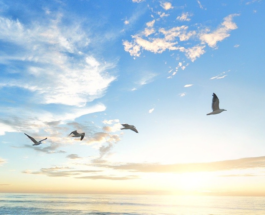 Birds flying over the shore at sunset