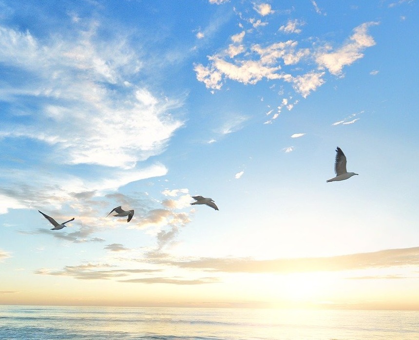 Birds flying over the shore at sunset