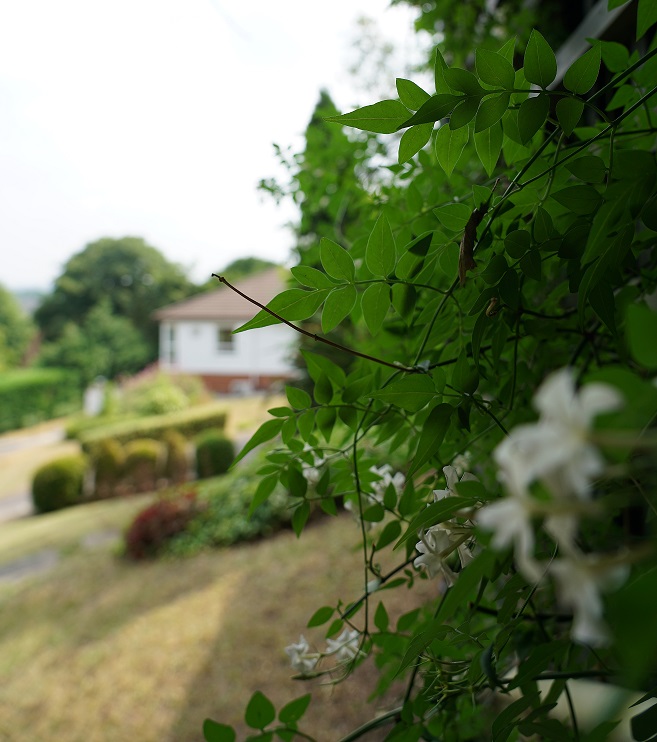 Blurred photo of garden