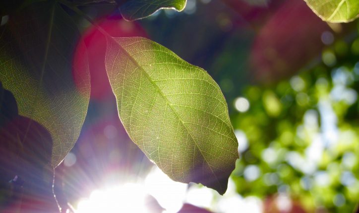 green leaves on a tree