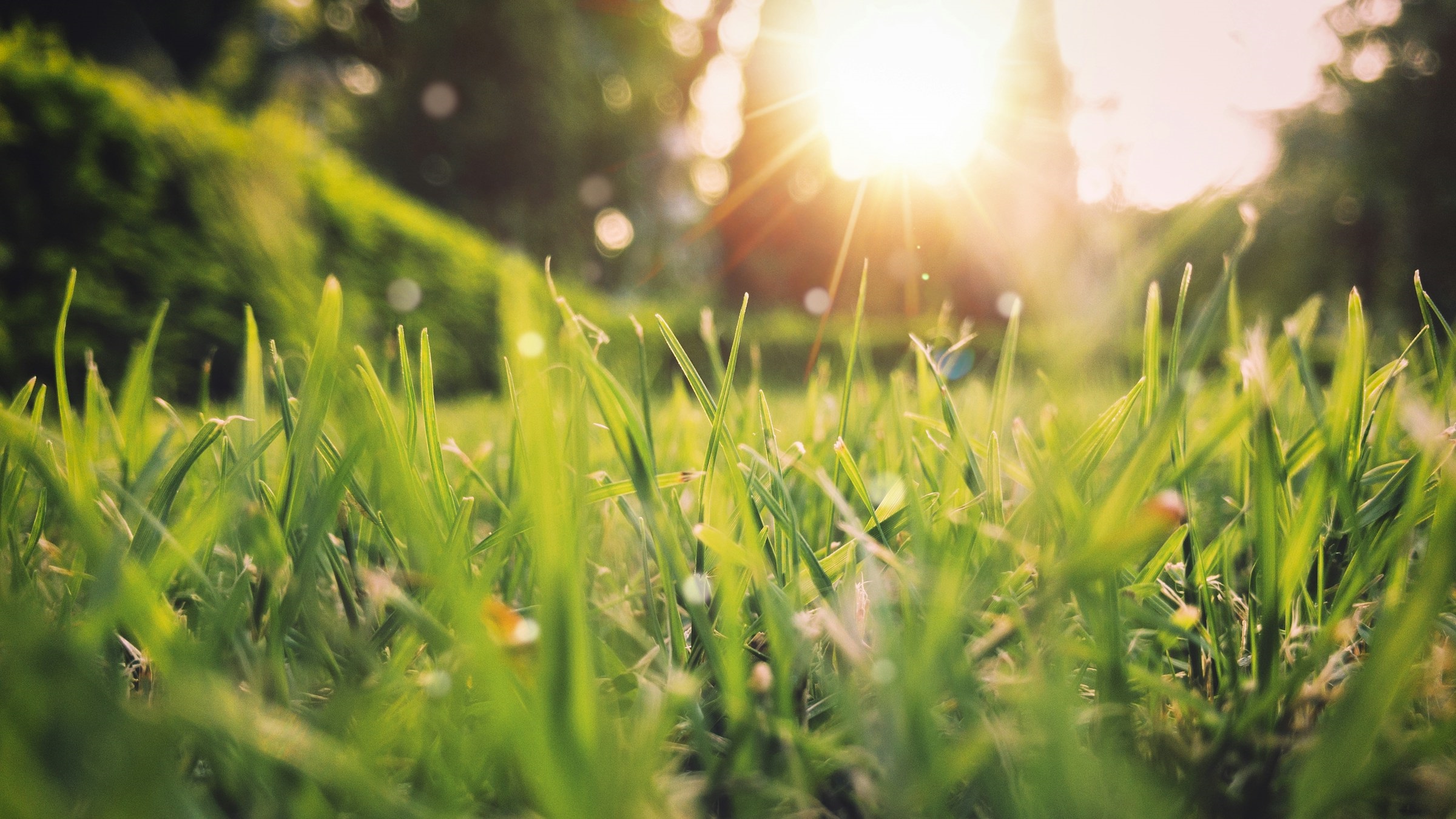 dewy blades of grass with a sunrise in the background