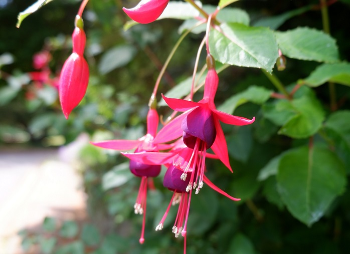 Pink and purple fuschia flower