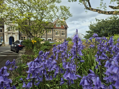 bluebells outside Broadway Lodge