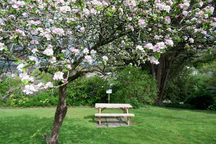 Apple blossom tree in the garden at Broadway Lodge